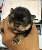 Ricky, a male Pomeranian for sale in Panorama City, CA – 1 of 6