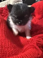 Winter, a male Pomeranian for sale in Panorama City, CA – 5 of 10