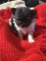 Winter, a male Pomeranian for sale in Panorama City, CA – 8 of 10