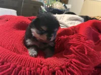 Ricky, a male Pomeranian for sale in Panorama City, CA – 3 of 6