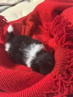 Winter, a male Pomeranian for sale in Panorama City, CA – 4 of 10
