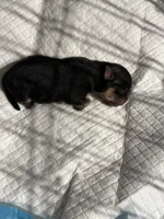 Lucy, a female Pomeranian for sale in Panorama City, CA – 2 of 7