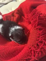 Winter, a male Pomeranian for sale in Panorama City, CA – 9 of 10