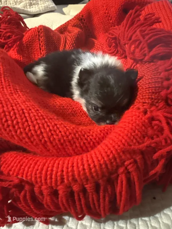 Winter – Pomeranian puppy for sale in Panorama City, CA