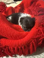 Winter, a male Pomeranian for sale in Panorama City, CA – 1 of 10