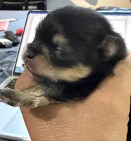 Ricky, a male Pomeranian for sale in Panorama City, CA – 5 of 6