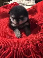 Ricky, a male Pomeranian for sale in Panorama City, CA – 4 of 6