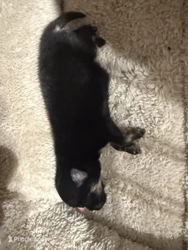 Lucy – Pomeranian puppy for sale in Panorama City, CA