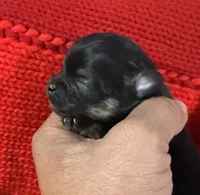 Lucy, a female Pomeranian for sale in Panorama City, CA – 6 of 7