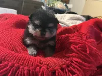 Ricky, a male Pomeranian for sale in Panorama City, CA – 6 of 6