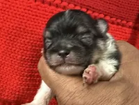 Winter, a male Pomeranian for sale in Panorama City, CA – 3 of 10