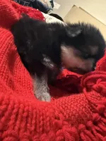 Ricky, a male Pomeranian for sale in Panorama City, CA – 2 of 6
