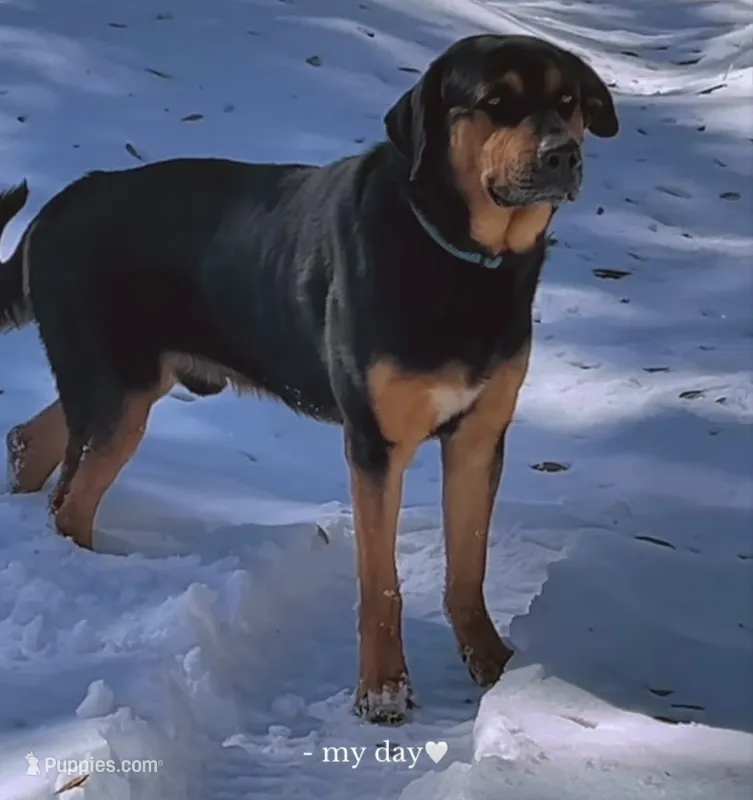 Niko – German Shepherd Dog, Rottweiler puppy for sale in Hampstead, NC