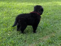 AKC - Belgian Sheepdog - Red Boy, a male Belgian Sheepdog for sale in Kingston, MO – 7 of 10