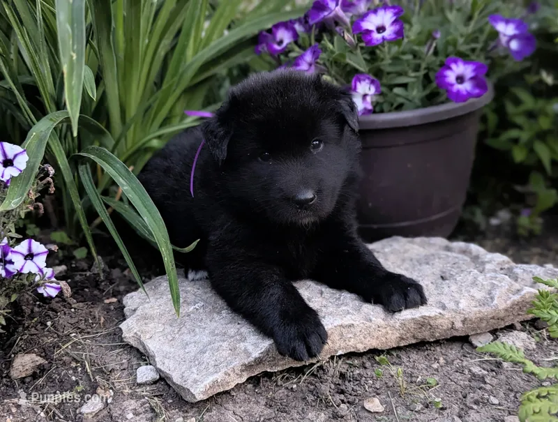 AKC - Belgian Sheepdog - Female – Belgian Sheepdog puppy for sale in Kingston, MO