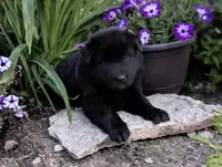 AKC - Belgian Sheepdog - Female, a female Belgian Sheepdog for sale in Kingston, MO – 1 of 10