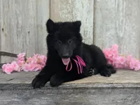 AKC - Belgian Sheepdog - Pink Girl, a female Belgian Sheepdog for sale in Kingston, MO – 2 of 10
