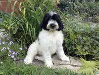 Victor , a male Portuguese Water Dog for sale in Kingston, MO – 4 of 10