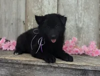 AKC - Belgian Sheepdog - Purple Girl, a female Belgian Sheepdog for sale in Kingston, MO – 7 of 10
