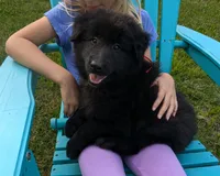 AKC - Belgian Sheepdog - Red Boy, a male Belgian Sheepdog for sale in Kingston, MO – 4 of 10