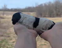 Uriah - AKC - Portuguese water dog , a male Portuguese Water Dog for sale in Kingston, MO – Photo 3 of 5