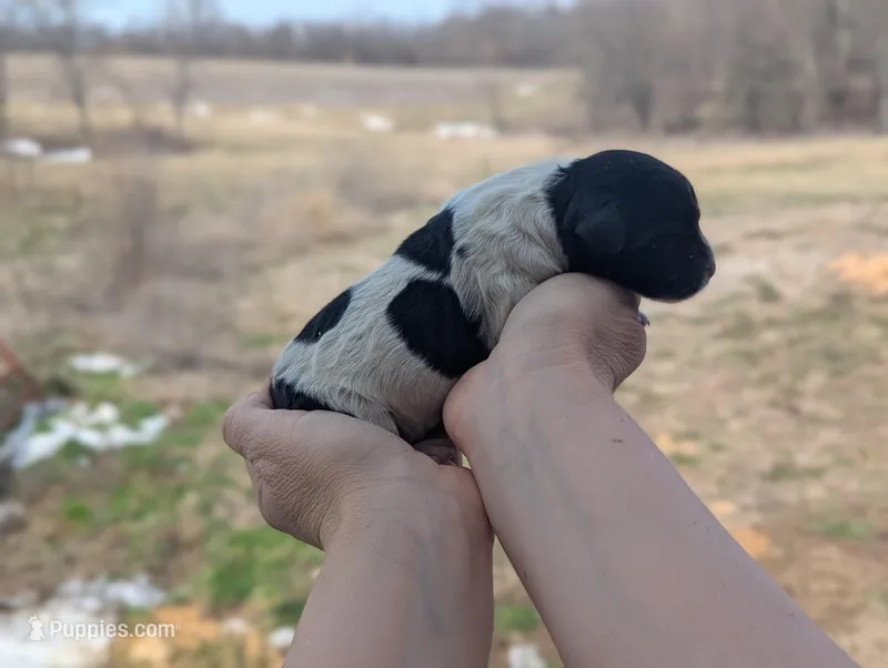 Uriah - AKC - Portuguese water dog  – Portuguese Water Dog puppy for sale in Kingston, MO