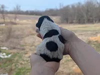 Uriah - AKC - Portuguese water dog , a male Portuguese Water Dog for sale in Kingston, MO – Photo 4 of 5