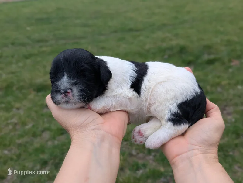 Uriah - AKC - Portuguese water dog  – Portuguese Water Dog puppy for sale in Kingston, MO