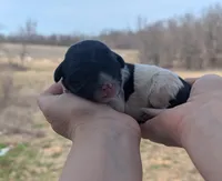 Uriah - AKC - Portuguese water dog , a male Portuguese Water Dog for sale in Kingston, MO – Photo 2 of 5