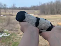 Uriah - AKC - Portuguese water dog , a male Portuguese Water Dog for sale in Kingston, MO – Photo 5 of 5