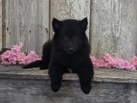 Female Belgian Sheepdog , a female Belgian Sheepdog for sale in Kingston, MO – Photo 3 of 10