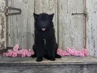 Female Belgian Sheepdog , a female Belgian Sheepdog for sale in Kingston, MO – Photo 4 of 10