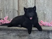 Female Belgian Sheepdog , a female Belgian Sheepdog for sale in Kingston, MO – Photo 5 of 10