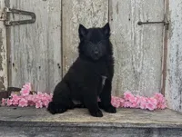Female Belgian Sheepdog , a female Belgian Sheepdog for sale in Kingston, MO – Photo 2 of 10