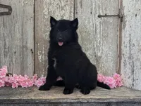 Female Belgian Sheepdog , a female Belgian Sheepdog for sale in Kingston, MO – Photo 1 of 10