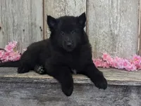 Female Belgian Sheepdog , a female Belgian Sheepdog for sale in Kingston, MO – Photo 6 of 10