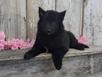 Female Belgian Sheepdog , a female Belgian Sheepdog for sale in Kingston, MO – Photo 7 of 10