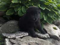AKC - Belgian Sheepdog - Male, a male Belgian Sheepdog for sale in Kingston, MO – 5 of 10