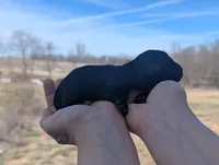 Trudy - AKC - Portuguese water dog , a female Portuguese Water Dog for sale in Kingston, MO – Photo 5 of 5