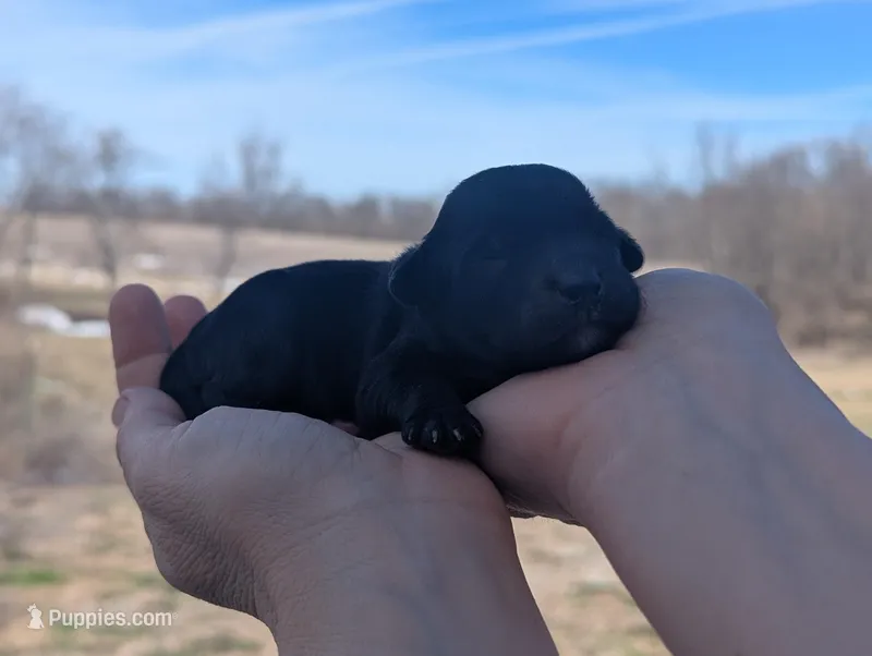 Trudy - AKC - Portuguese water dog  – Portuguese Water Dog puppy for sale in Kingston, MO