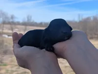 Trudy - AKC - Portuguese water dog , a female Portuguese Water Dog for sale in Kingston, MO – Photo 1 of 5