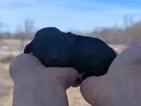 Trudy - AKC - Portuguese water dog , a female Portuguese Water Dog for sale in Kingston, MO – Photo 2 of 5