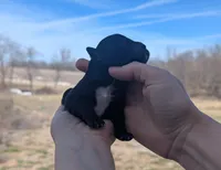 Trudy - AKC - Portuguese water dog , a female Portuguese Water Dog for sale in Kingston, MO – Photo 4 of 5