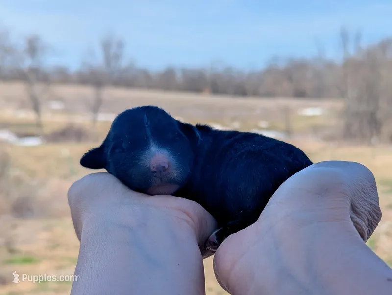 Tanga - AKC - Portuguese water dog  – Portuguese Water Dog puppy for sale in Kingston, MO