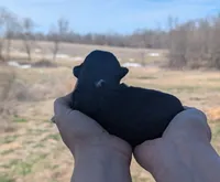 Tanga - AKC - Portuguese water dog , a female Portuguese Water Dog for sale in Kingston, MO – Photo 4 of 5