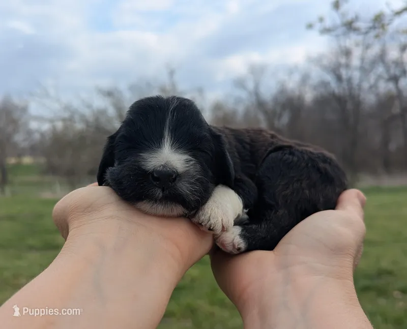 Tanga - AKC - Portuguese water dog  – Portuguese Water Dog puppy for sale in Kingston, MO