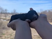Tanga - AKC - Portuguese water dog , a female Portuguese Water Dog for sale in Kingston, MO – Photo 5 of 5