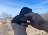 Tanga - AKC - Portuguese water dog , a female Portuguese Water Dog for sale in Kingston, MO – Photo 2 of 5