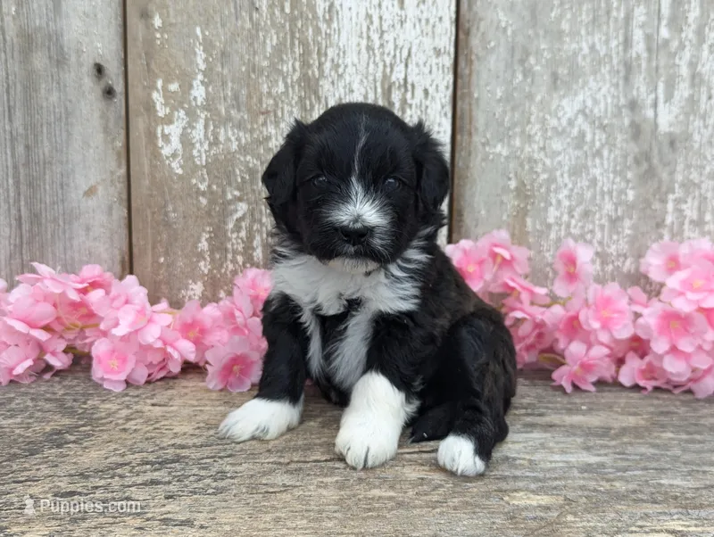 Tanga - AKC - Portuguese water dog  – Portuguese Water Dog puppy for sale in Kingston, MO