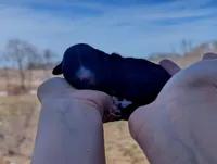 Tanga - AKC - Portuguese water dog , a female Portuguese Water Dog for sale in Kingston, MO – Photo 3 of 5